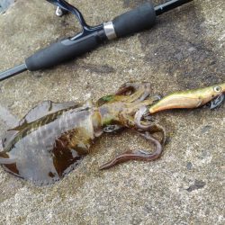 越前海岸でエギング